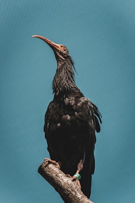 A large black bird with a long curved beak perches on a branch against a teal background. The bird's plumage is dark and glossy, and it wears a green band on one leg.