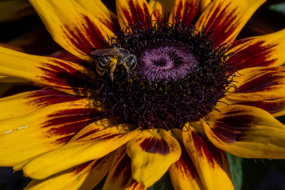 yellow sunflower in close up photography