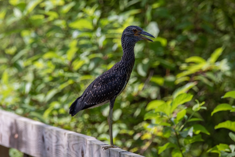 pássaro preto e branco de bico longo na cerca de madeira marrom durante o dia