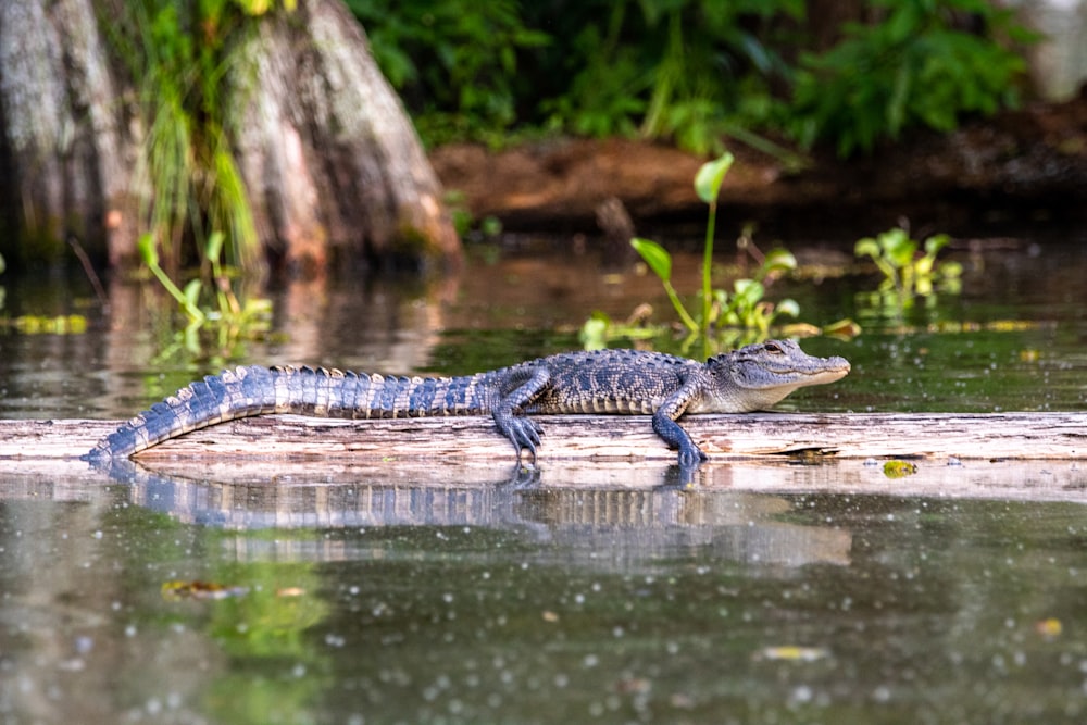 crocodilo preto no corpo de água durante o dia