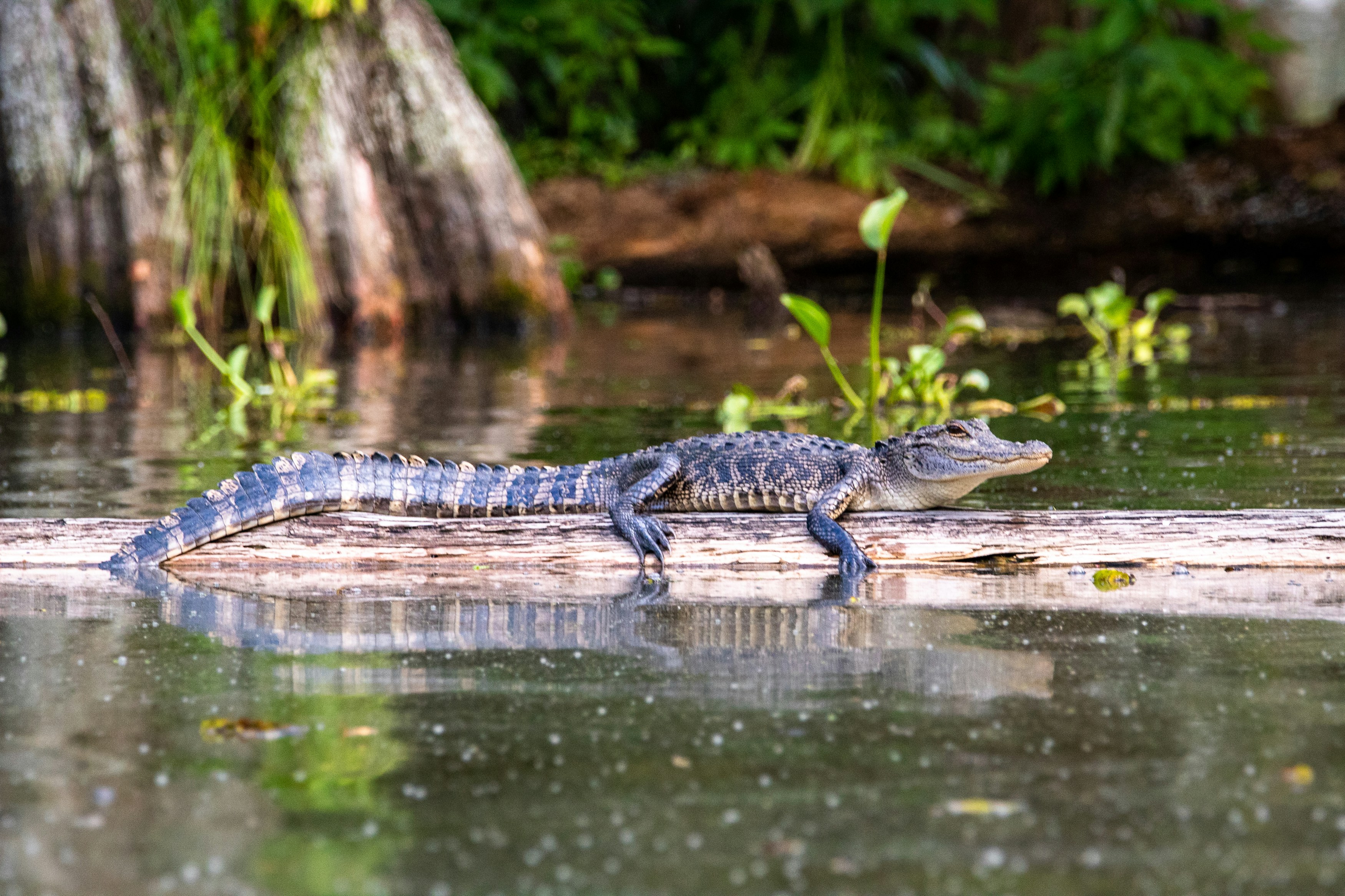 An alligator hangs out on a log in Lake Martin.