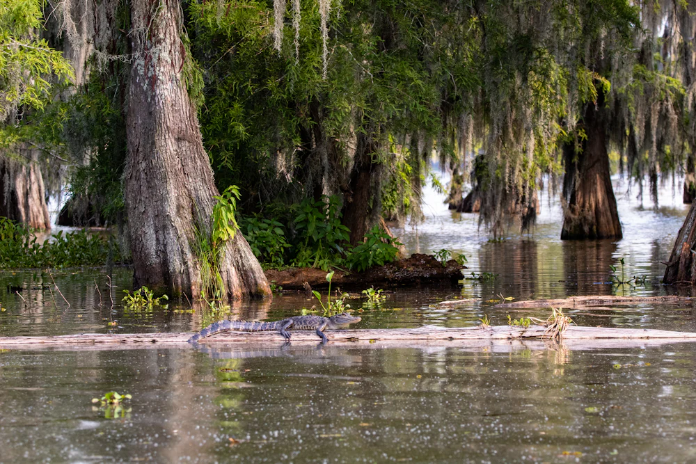 Cypress trees standing in still swamp water.