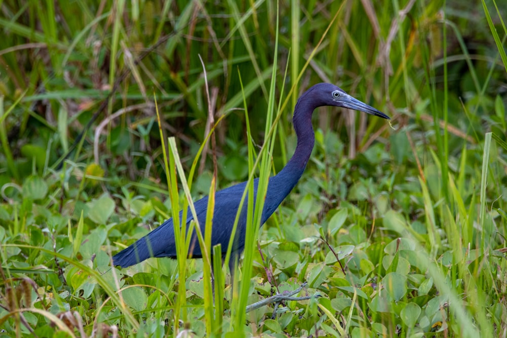 blue bird on green grass during daytime