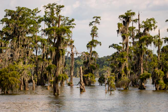 green coconut trees near body of water during daytime