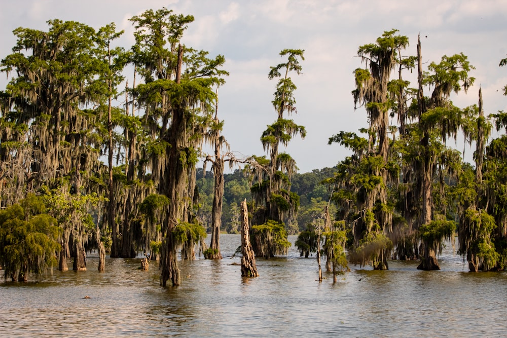 alberi di cocco verdi vicino allo specchio d'acqua durante il giorno