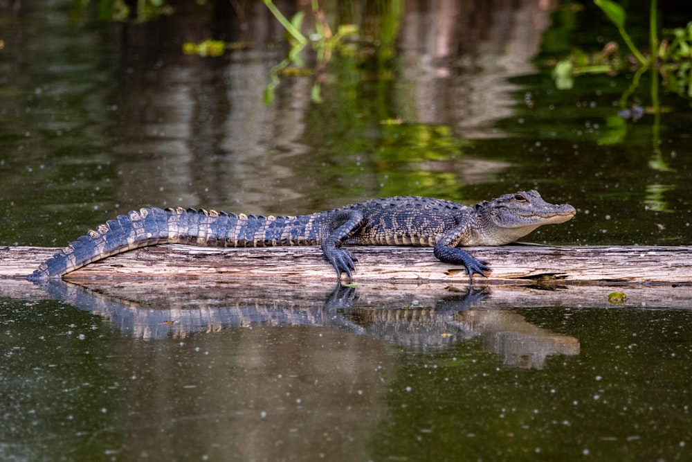 crocodilo preto no corpo de água durante o dia