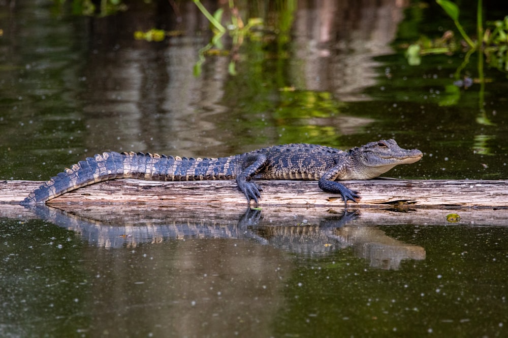 Schwarzes Krokodil tagsüber auf Gewässern