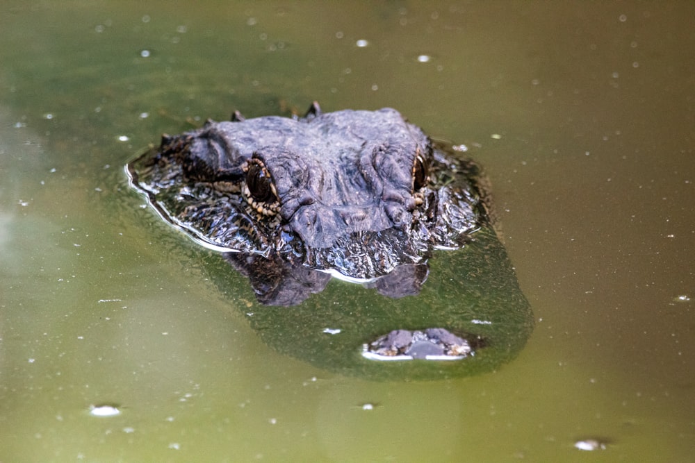coccodrillo nero sull'acqua verde