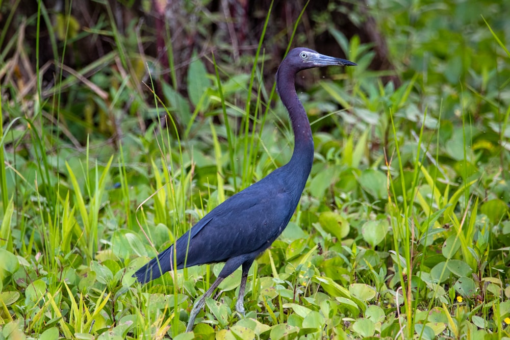 Blauer Vogel tagsüber auf grünem Gras