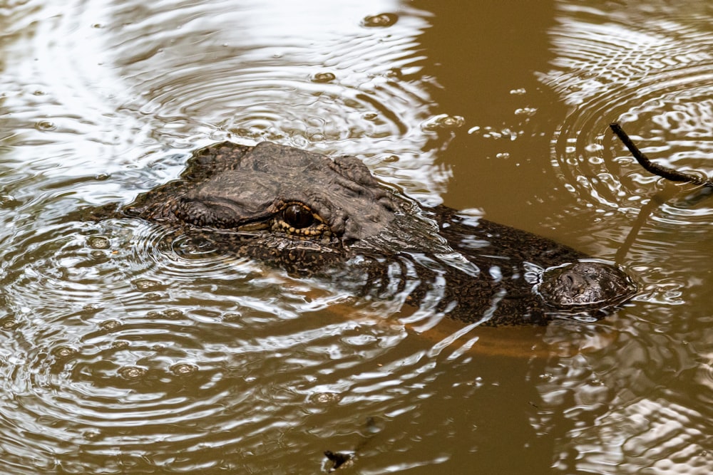 black crocodile on body of water