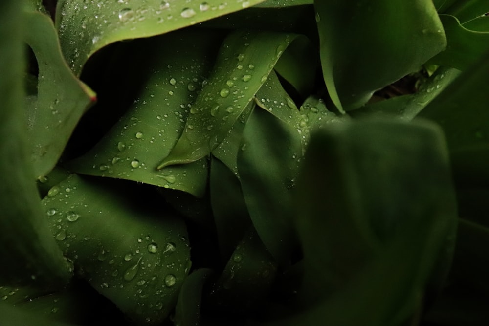 water droplets on green leaf