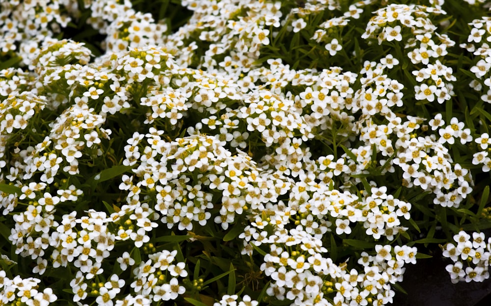 fleurs blanches avec des feuilles vertes