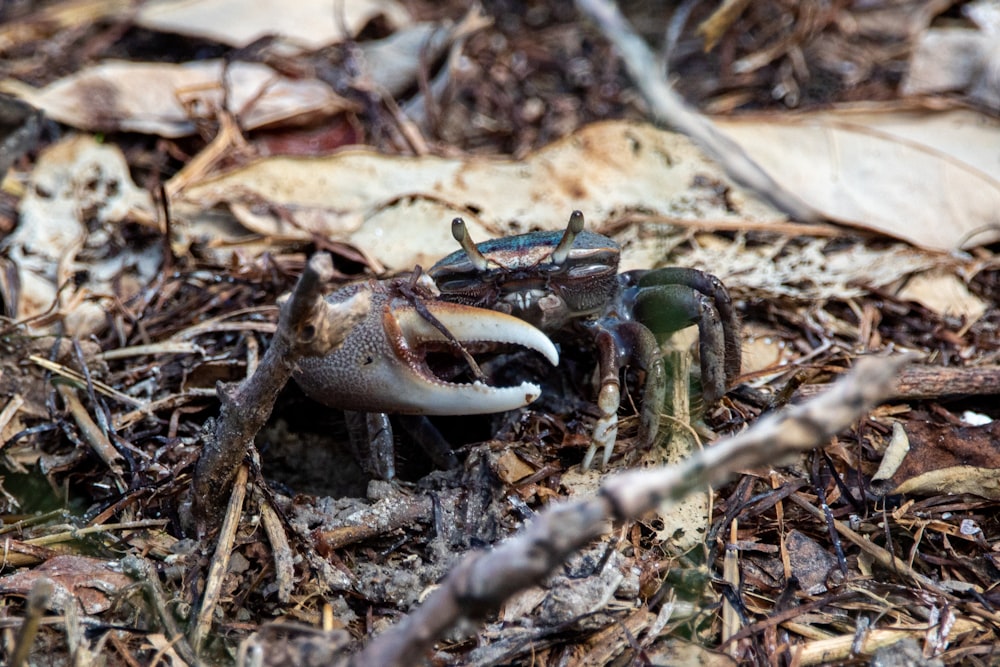 brown and green crab on brown sand during daytime