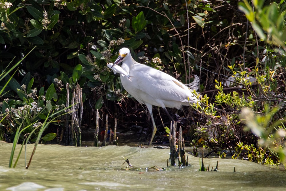 pájaro blanco en el agua durante el día