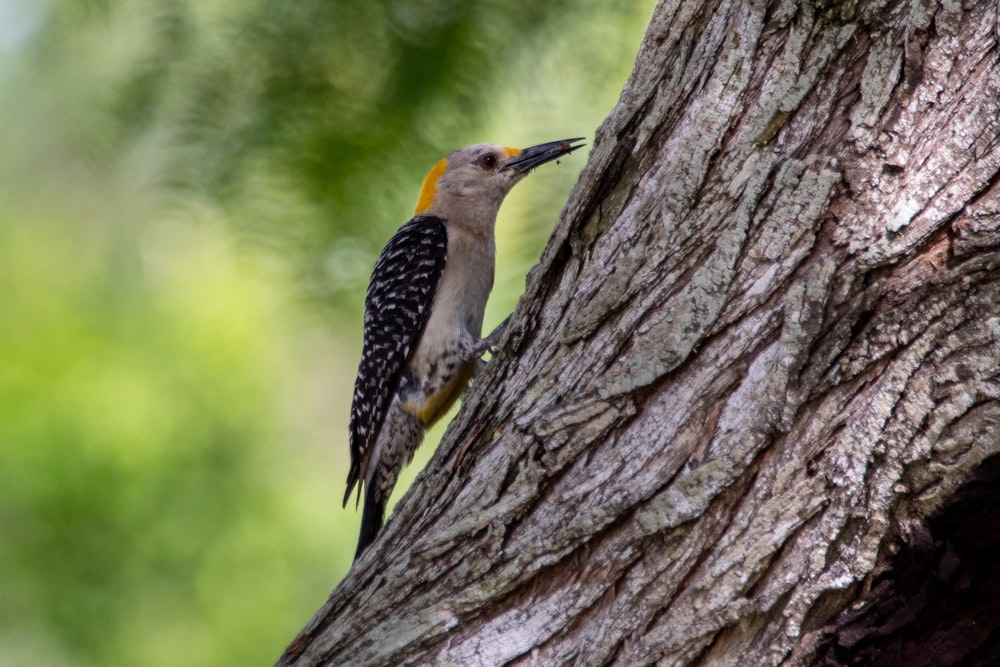 pájaro negro y amarillo en árbol marrón