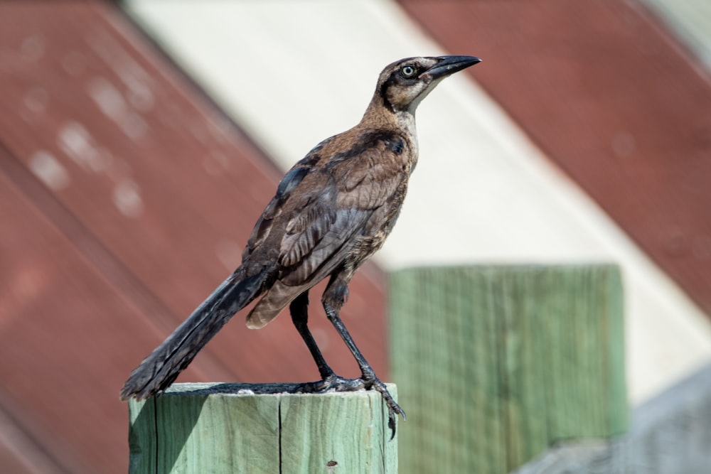 brown and blue bird on brown wooden fence