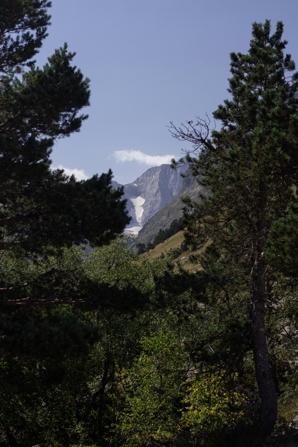 green trees near mountain during daytime