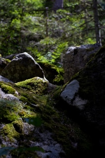gray rock formation near green plants during daytime