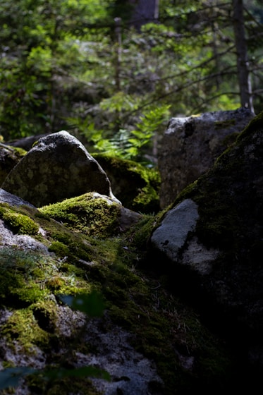 gray rock formation near green plants during daytime