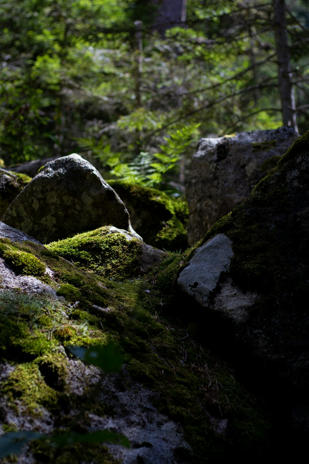 gray rock formation near green plants during daytime