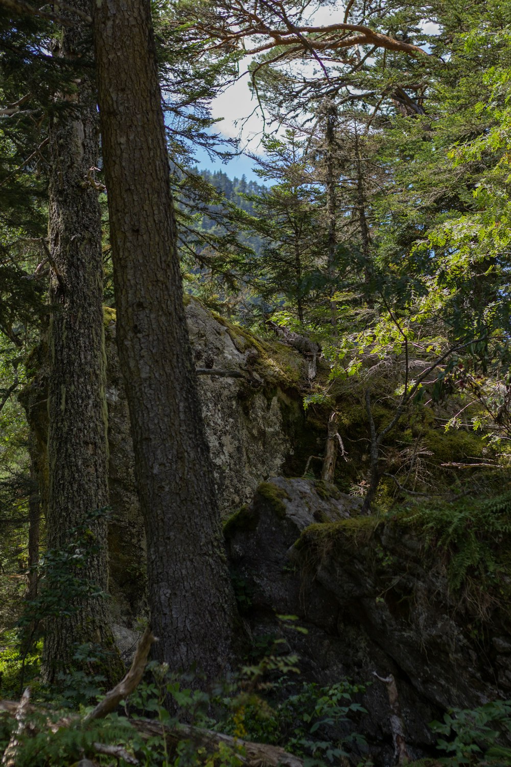 árvores verdes na colina rochosa durante o dia