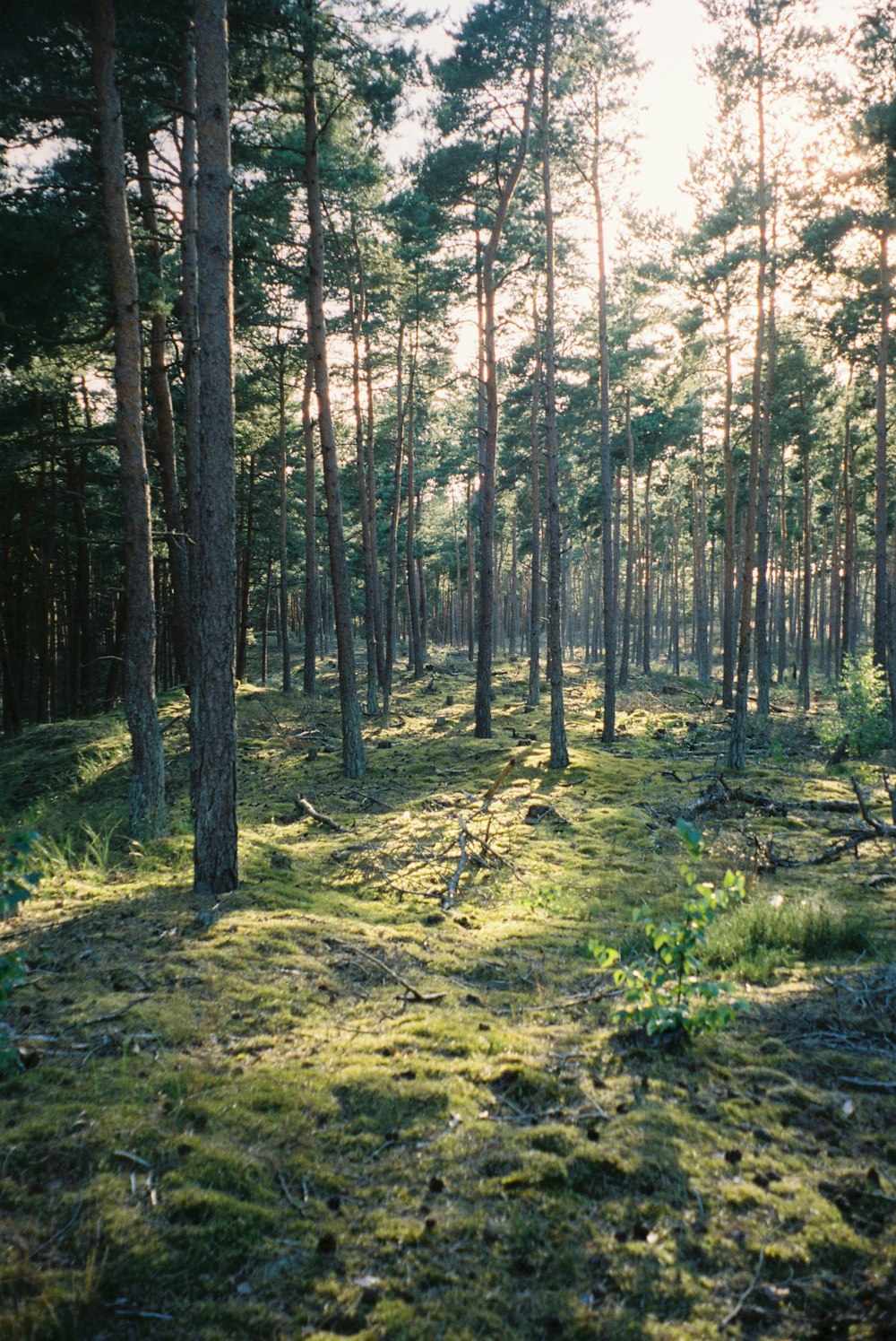 green trees on brown soil