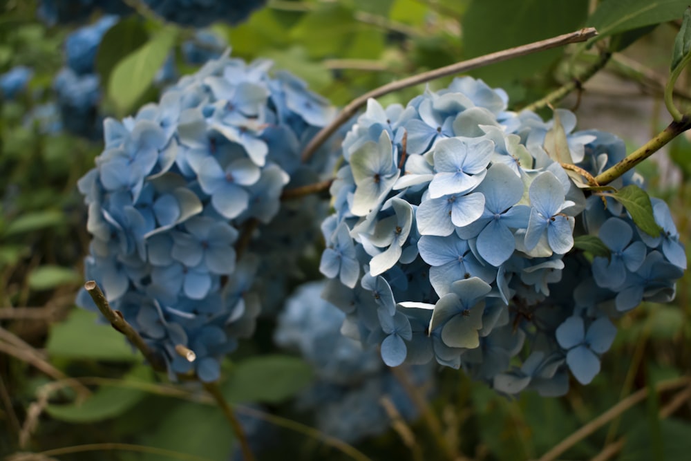 a bunch of blue flowers that are on a tree