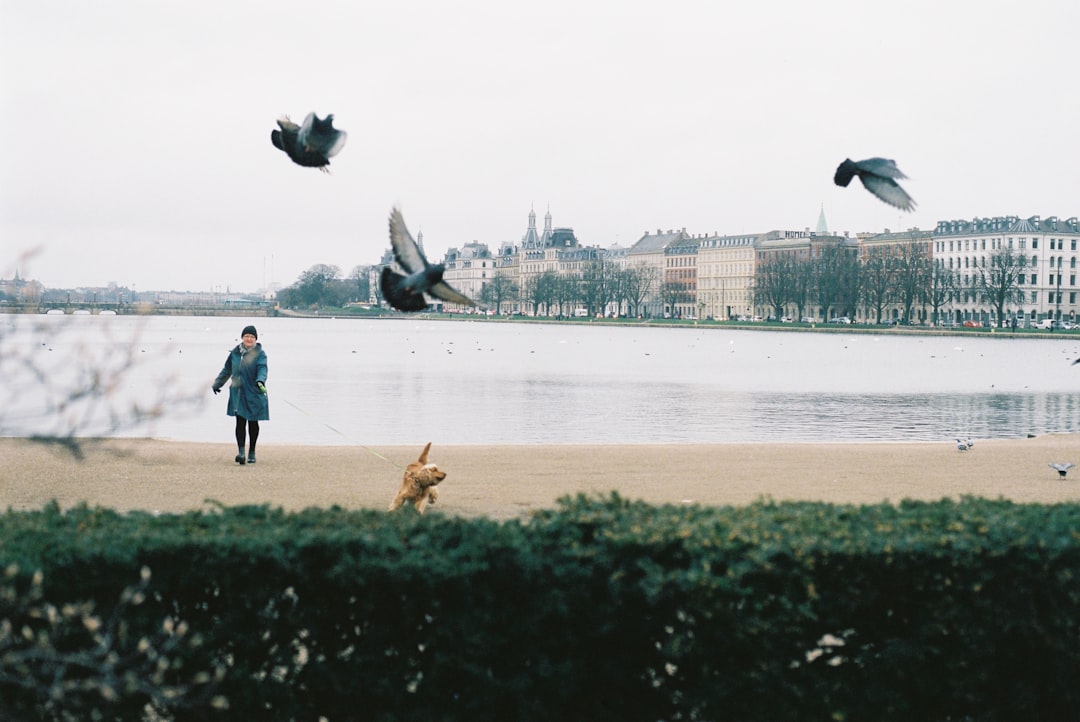 man in blue jacket and blue denim jeans standing on green grass field with birds flying