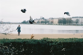 A serene urban lakeside scene with a person walking a dog on a leash. Several birds are in flight across the frame, with elegant old buildings in the background. The atmosphere is calm and tranquil, with muted colors.