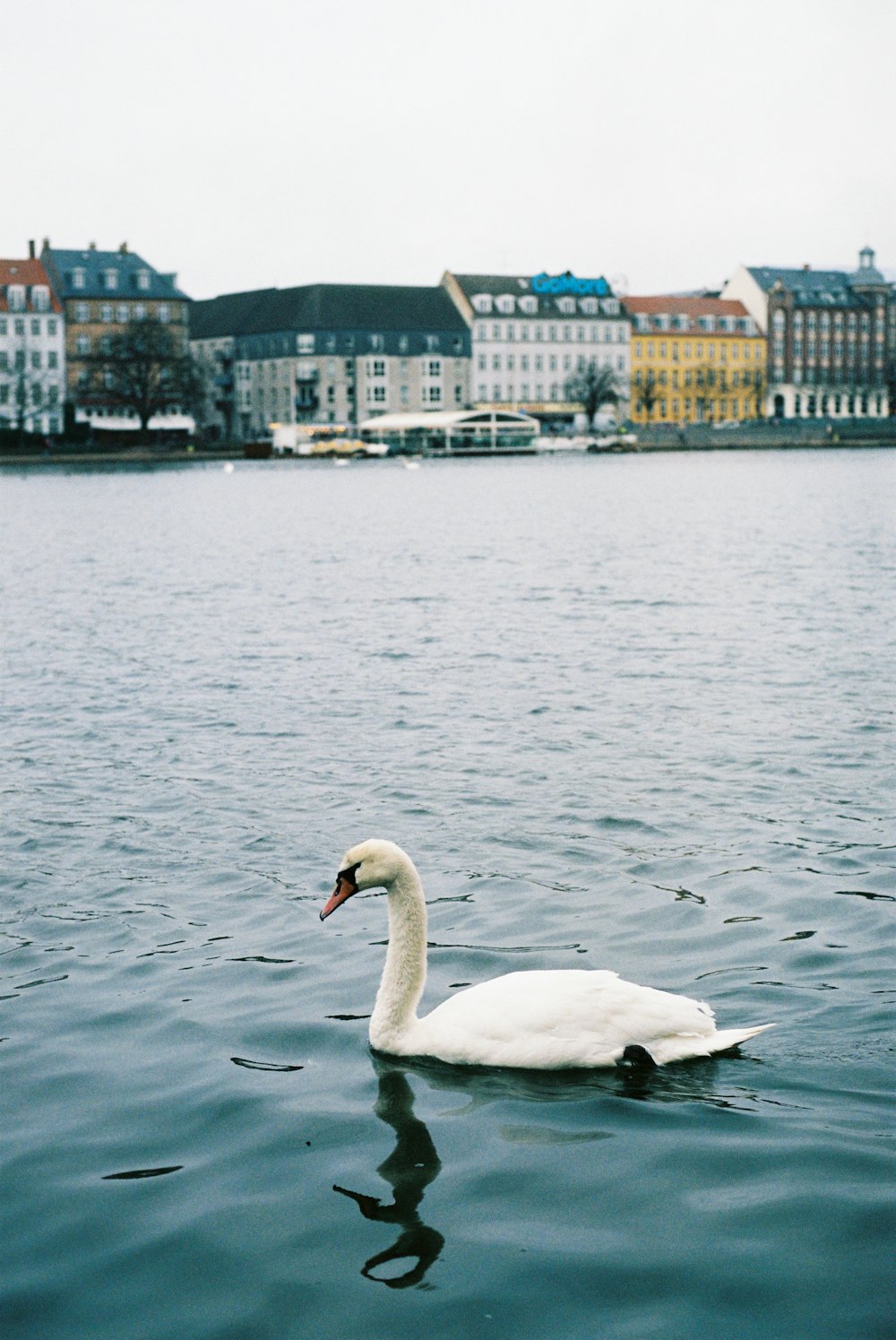 cisne branco na água durante o dia