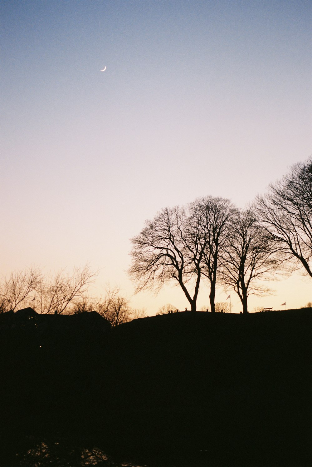 silhouette of trees during sunset