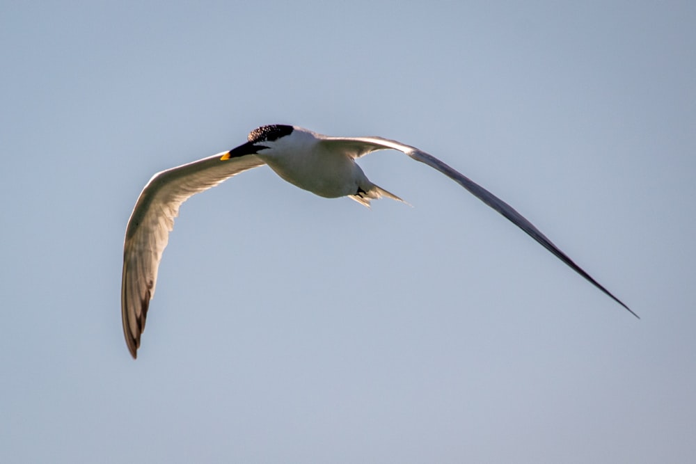 white and black bird flying