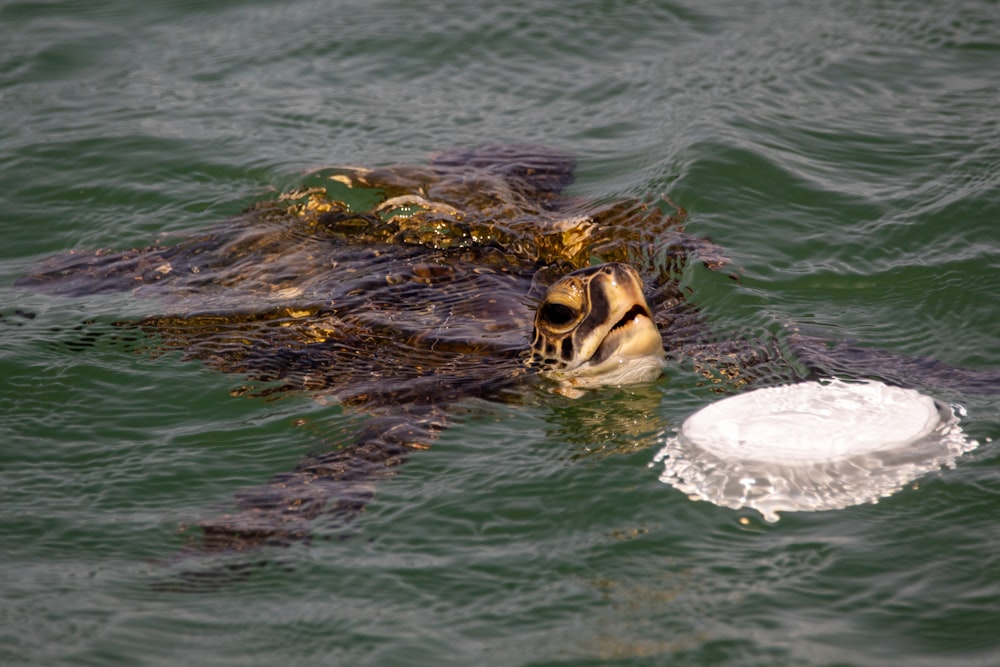 brown and black turtle on water