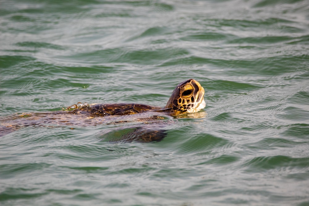 brown and black turtle in water