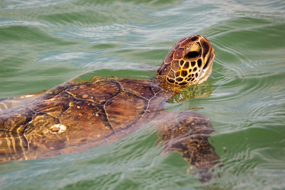 brown and black turtle on water