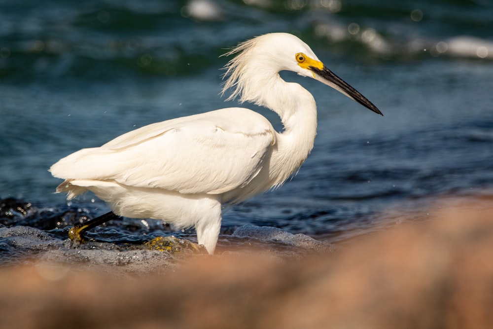 white bird on black rock near body of water during daytime