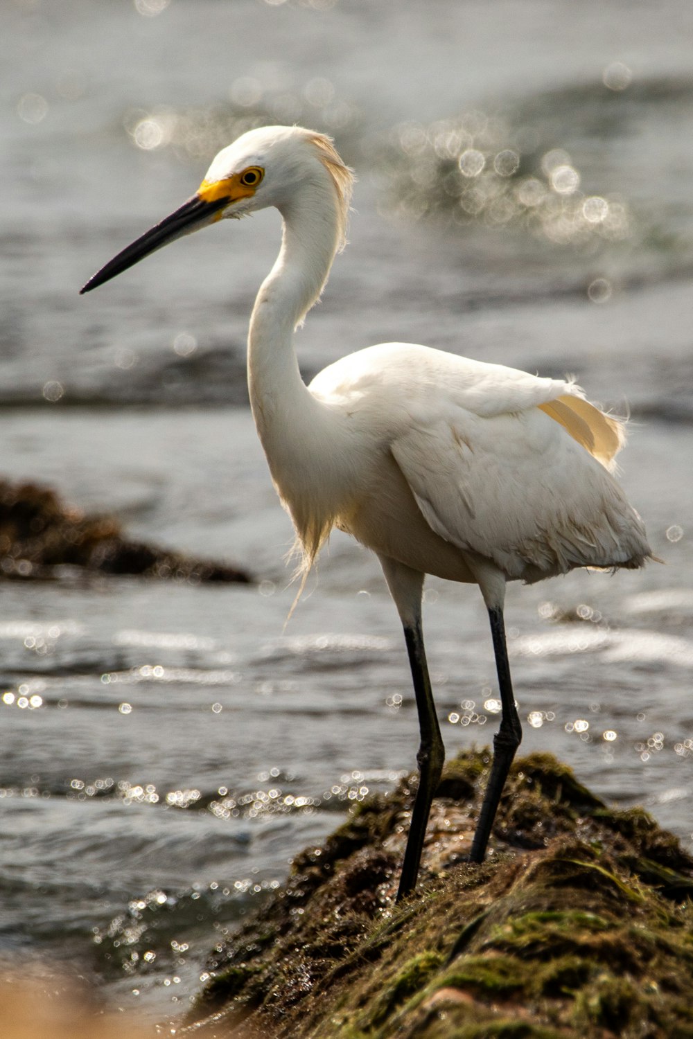 oiseau blanc sur roche noire près du plan d’eau pendant la journée