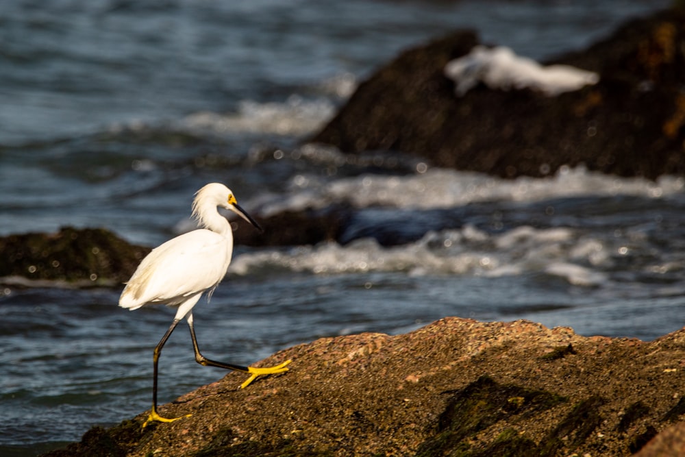 weißer Vogel tagsüber auf braunem Felsen in der Nähe von Gewässern