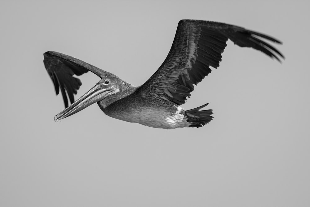 gray and white pelican on white background