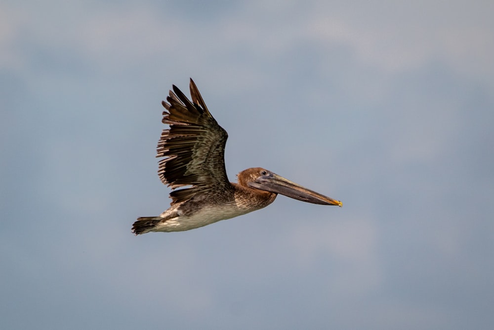 white and black pelican flying during daytime