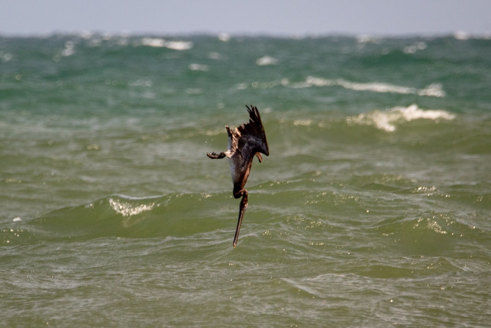 uccello nero che vola sopra il mare durante il giorno