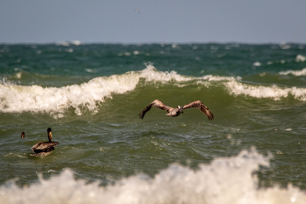 black and white bird flying over the sea during daytime