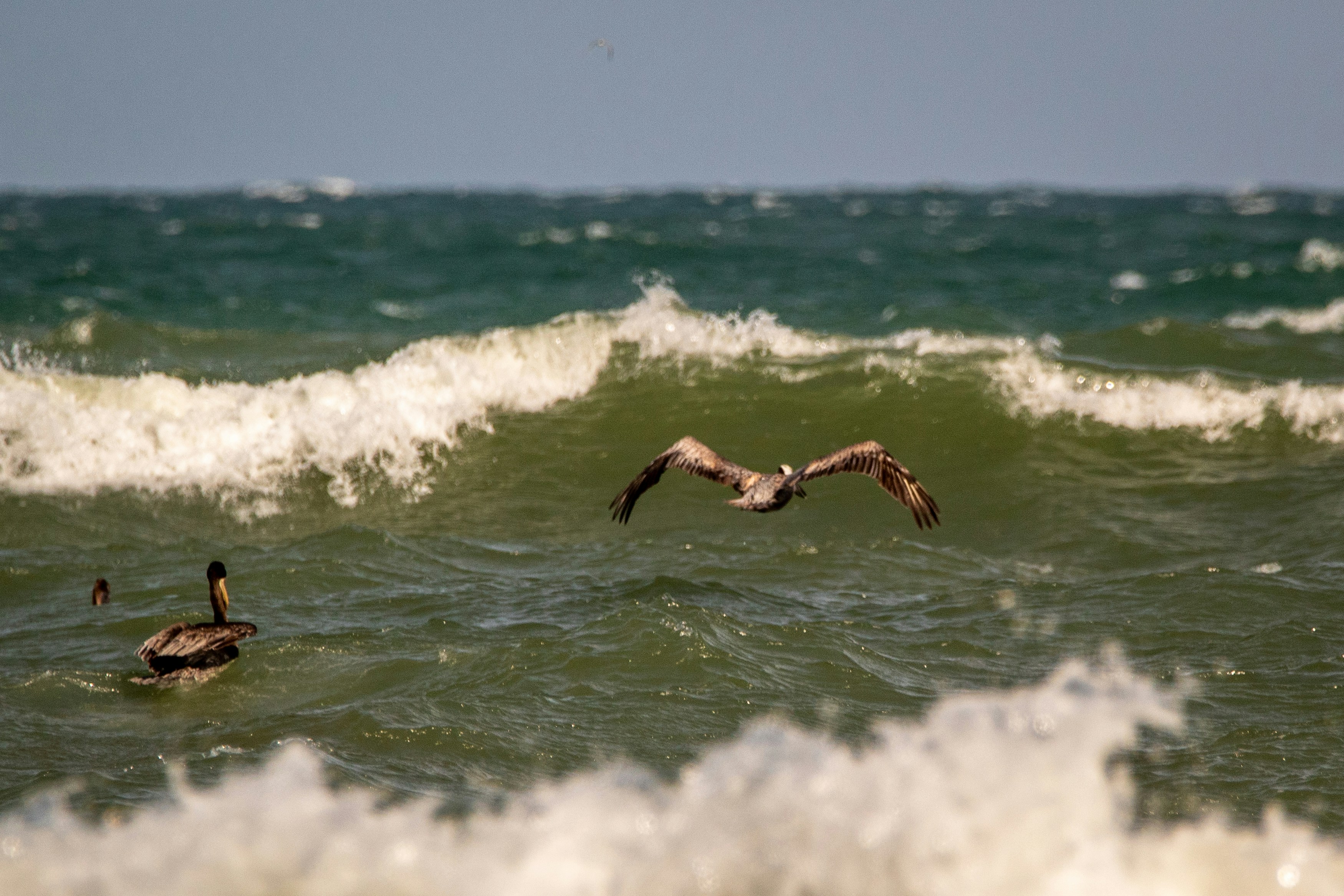 A brown pelican soaring over the water having just come out of a dive.