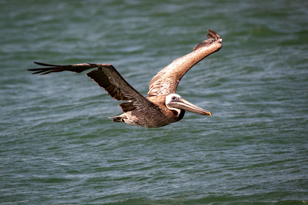 Brauner Pelikan, der tagsüber über das Meer fliegt