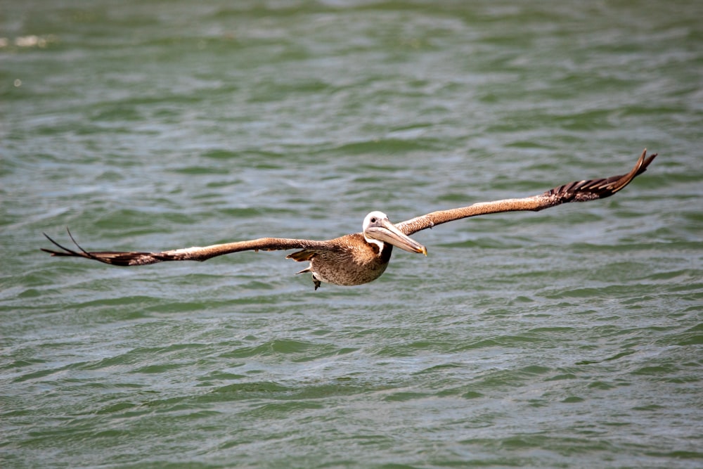 white pelican flying over the sea during daytime