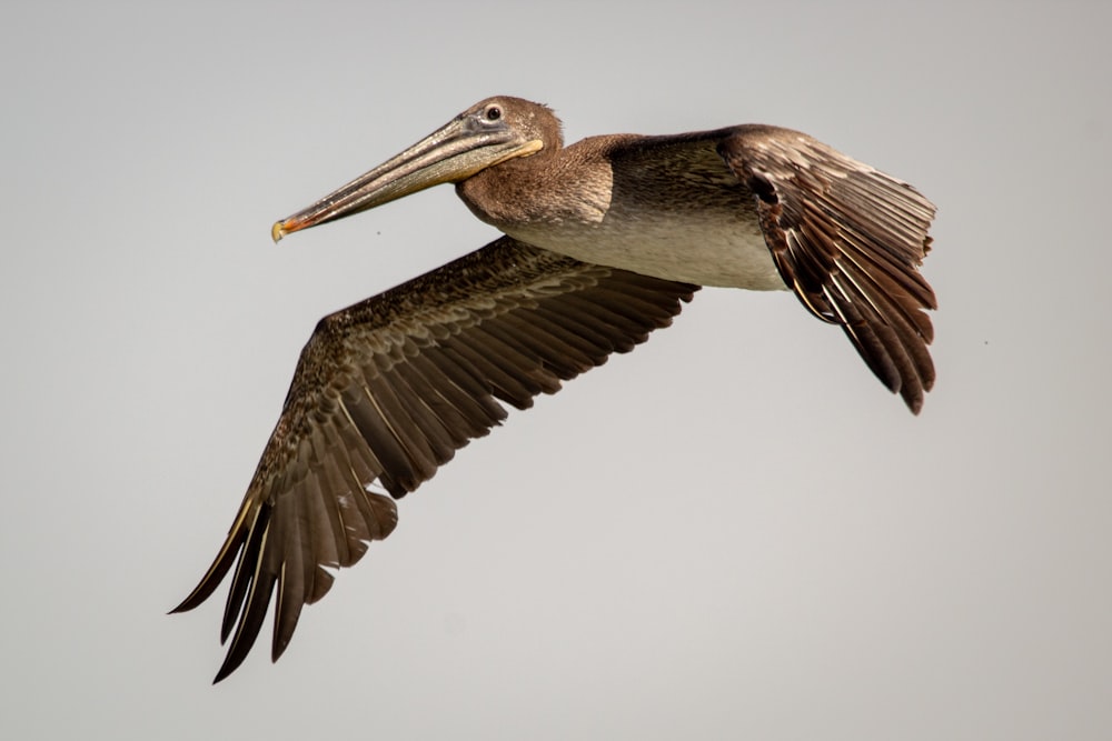 brown pelican flying during daytime