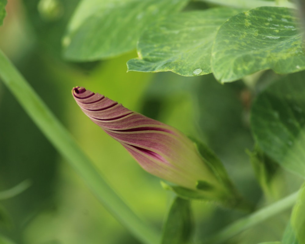 purple flower in tilt shift lens