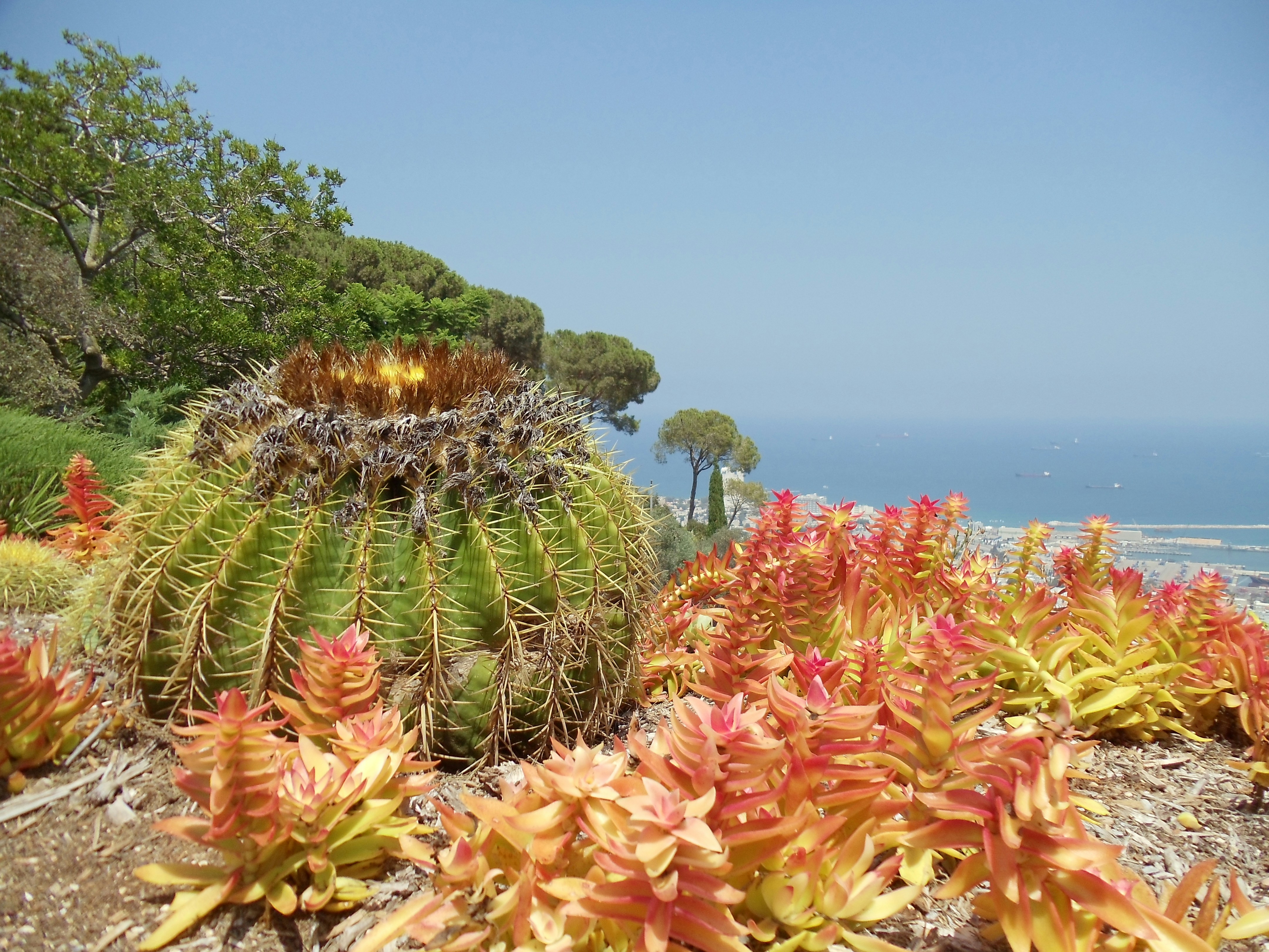 pink flowers near body of water during daytime, 