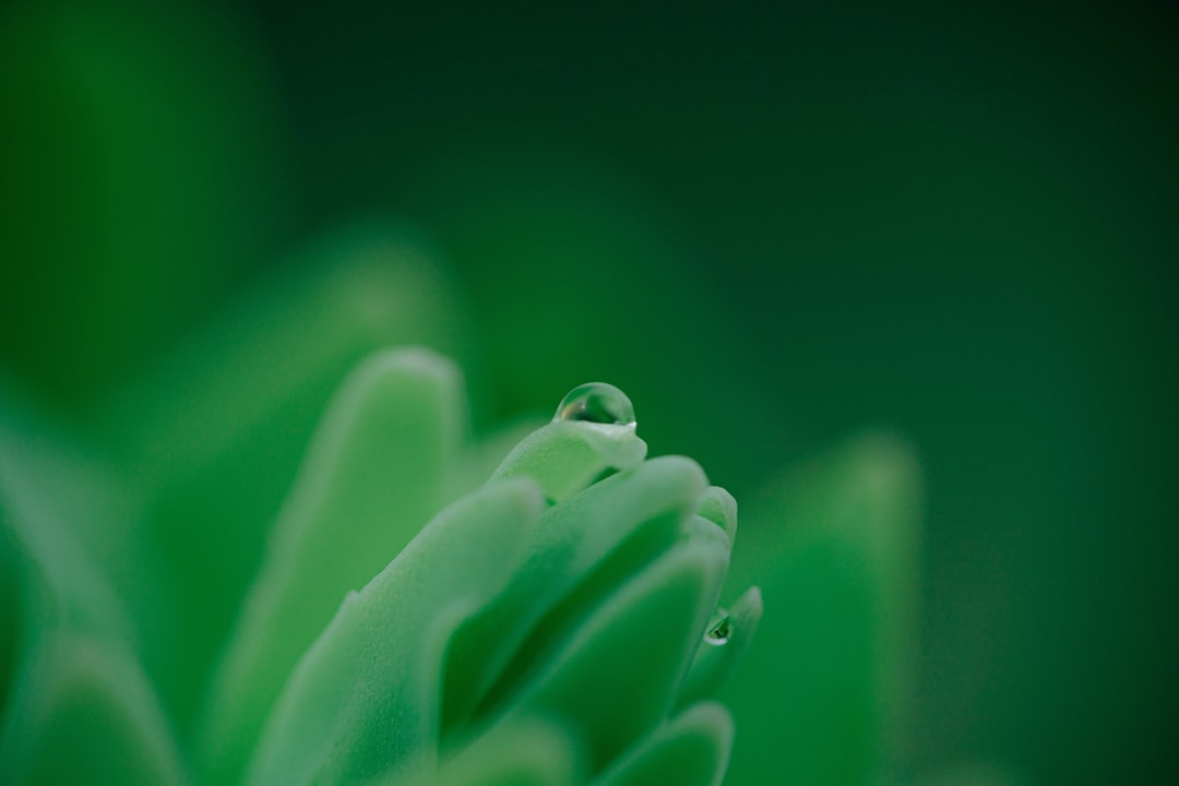 macro photography of green plant