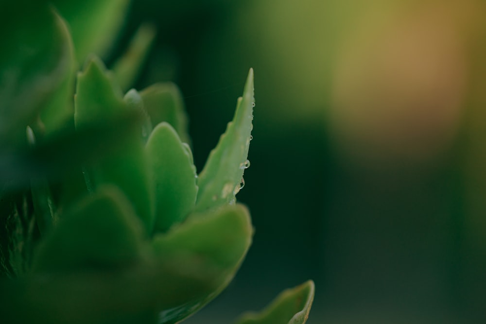 green plant in close up photography